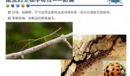 昆虫学者金皮爆料视频,昆虫世界的奥秘与奇观